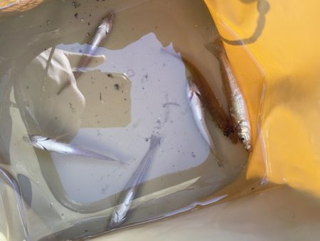 苅谷波止で何が釣れるか初釣行 一応キス狙い!